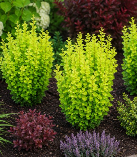 Berberis thunbergii 'Golden Torch'